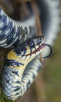 Grass snake, Natrix Natrix, grass snake, startle, thanatosis, death reflex, apparent death, high size, portrait format, reptilia, reptiles, ringed snake, snakes, snakes, water snake