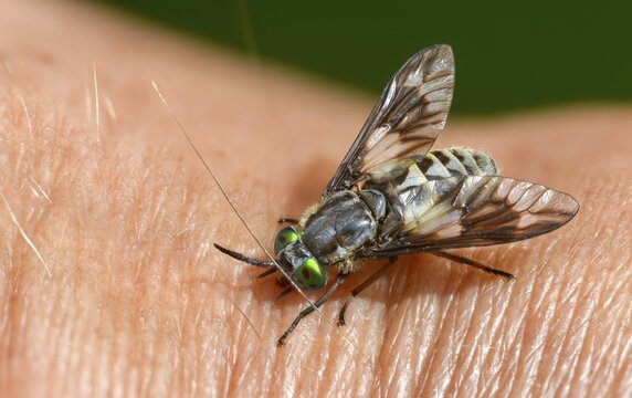 Brachycera, brake, chrysops relictus, flies, golden eye brake, tabanidae, diptera, female, insects, twin-lobed deerfly, female, two-winged