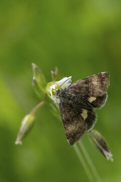 Owl moth, hornwort sunowl, hornwort mulch, noctuidae, panemeria tenebrata, butterfly, high size, portrait format, insects, moths, moths, moths, butterfly, small yellow underwing