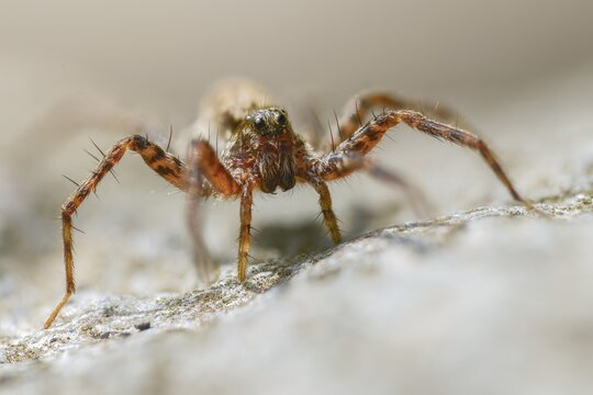 Arachnida, Pardosa spec., arachnids, wolf spider spec1., female, spider, spiders, female