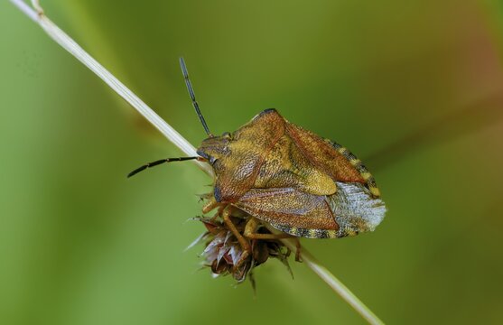 Black-shouldered shieldbug, carpocoris purple eipennis, heteroptera, purple tree bug, purple fruit bug, insects, copula, mating, bugs