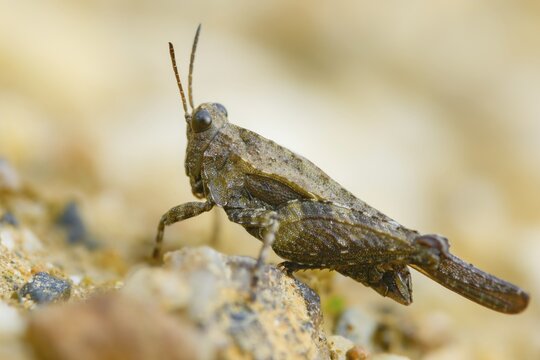 Cepero's groundhopper, sand groundhopper, tetrix ceperoi, western spinhopper, grasshopper, grasshopper, grasshopper, grasshoppers, insects