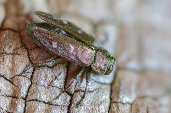 Chrysobothris affinis, gold pit oak splendour beetle, goldmine oak beetle, golddot hardwood beetle, beetle, coleoptera, insects, beetles