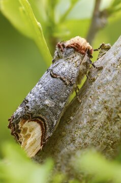 Buff tip, moonspot, moonbird, phalera bucephala, high size, portrait format, insects, moths, moths, butterflies