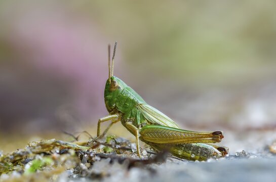 Acrididae, Caelifera, Chorthippus parallelus, field locusts, common grasshoppers, gomphocerinae, short-feeler scare, pseudochorthippus parallelus, grasshoppers, grasshoppers, insects, male, meadow grasshopper, male