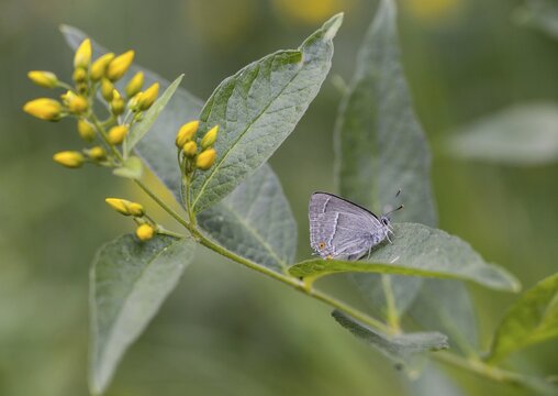 Blue oaktip, oak-pointed wielder, Favonius quercus, Neozephyrus quercus, Quercusia quercus, butterfly, insects, purple hairstreak, butterflies, butterflies, butterflies