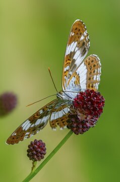 Small kingfisher, Ladoga camilla, limenitis camilla, white admiral, butterfly, high size, portrait format, insects, butterfly, butterflies