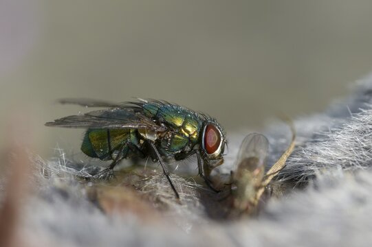 Calliphoridae, goldfly, Lucilia spec., blowflies, diptera, insects, two-winged birds
