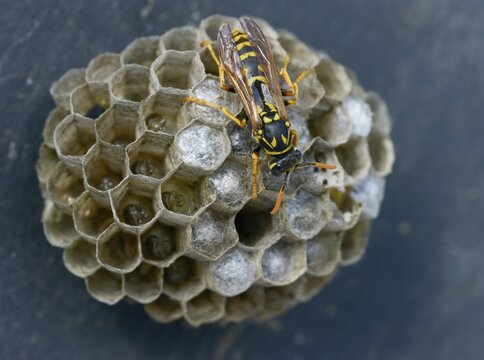 Brighter-colored paper wasp, French field wasp, gallic field wasp, house field wasp, hymenoptera, polistes dominula, vespidae, wrinkle wasp, field wasp, insects, nest