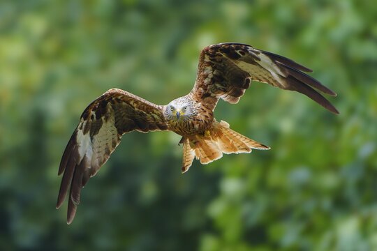 Red Kite (Milvus milvus), wildlife, Germany, a bird of prey in flight with outstretched wings