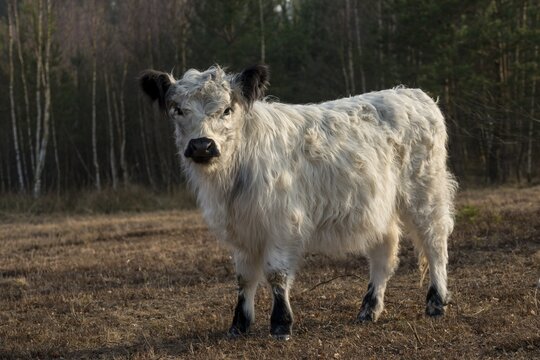 Artiodactyla, Bos Taurus sspec.4, cattle, even-toed ungulate, galloway cattle, galloway cattle, cloven-hoofed, domesticated animals, extensive grazing, pet, heather care, mammals, cattle, mammals