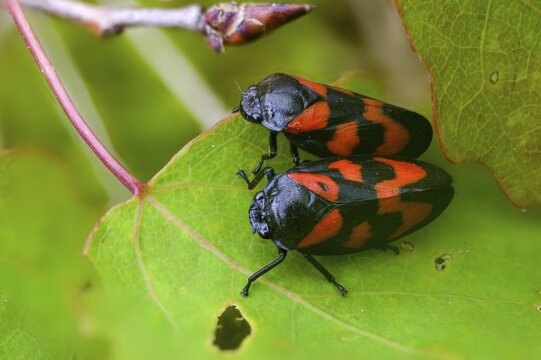Blood cicada, cercopis vulnerata, cicadomorpha, common blood cicada, hemiptera, red-and-black froghopper, rhynchota, round-headed cicadas, beak kerves, froghoppers, insects, copula, mating