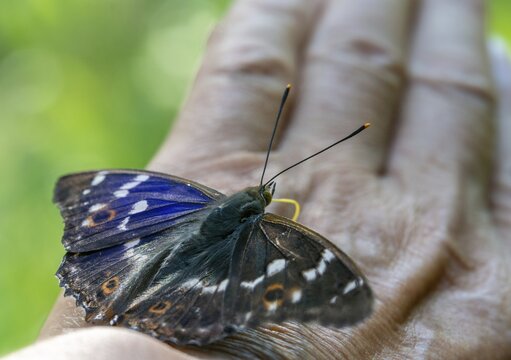 Apatura ilia, small Schiller butterfly, Lesser purple emperor, butterfly, hand, insects, butterflies, butterflies, butterflies