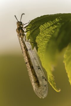 Antmaids, Euroleon Nostras, spotted winged ant maid, Myrmeleontidae, Neuroptera, Suffolk Antlion, high size, portrait format, insects, web-winged
