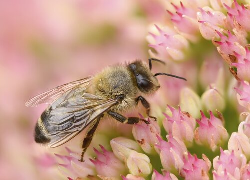 Apidae, apis mellifera, bees, European honey bee, European honeybee, hymenoptera, western honey bee, honey bee, honey bee, honeybee, insects, insects