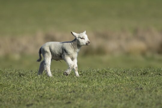 Domestic sheep (Ovis aries) juvenile baby lamb animal in a grass field in spring, England, United Kingdom