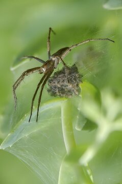Araneomorphae, bridal gift spider, real web spiders, list spider, nursery web spider, pisaura mirabilis, high size, portrait format, hunting spiders, spiders, spiders