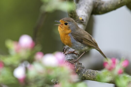 Erithacus rubecula, fruit tree blossoms, robin, robins, birds, call, spring, song, passeri, call, singing, songbirds, jump, birds