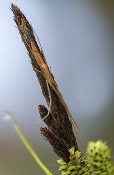Araneae, Eucta K&auml;stneri, arachnids, stretcher spider, tetragnatha reimoseri, angle-tailed stretcher spider, high size, portrait, spider, spiders