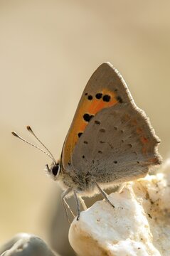 Fire butterfly, small fire butterfly, Lycaena phlaeas, small copper, butterfly, high size, portrait format, insects, butterfly, butterfly, butterfly