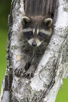 Raccoon (Procyon lotor), Minnesota, USA. A young raccoon peeks out of a tree curiously