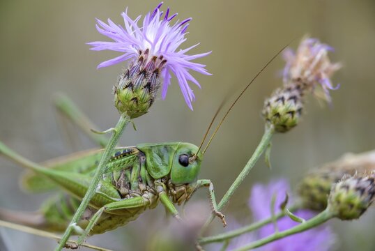 Decticus verrucivorus, deciduous locusts, wart biters, ensifera, female, grasshoppers, insects, long-feeler scares, wait biters, female