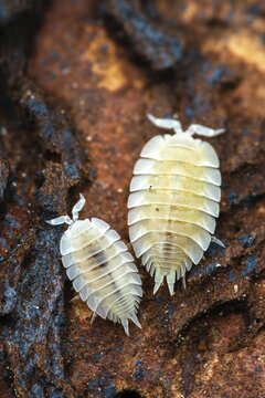 Ant seam, ant woodlouse, woodlice, Platyarthrus Hoffmannseggi, white ant woodlice, high size, portrait, crustaceans