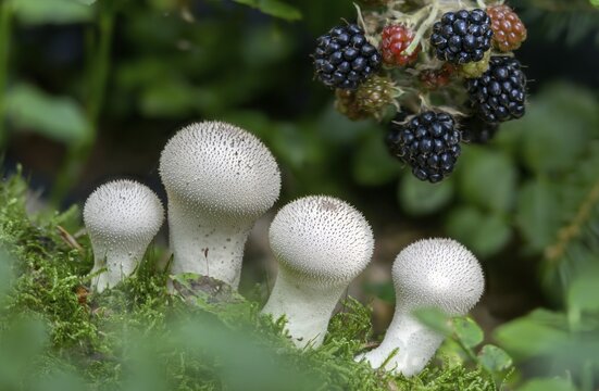 Blackberry, real blackberry, bottle dust, lycoperdone perlatum, rubus fruticosus agg., dust, blackberry, common puffball, devil's snuff box, flora, fungi, fungus, gem-studded puffball, plants, mushrooms, plants, warted puffball, wolf farts