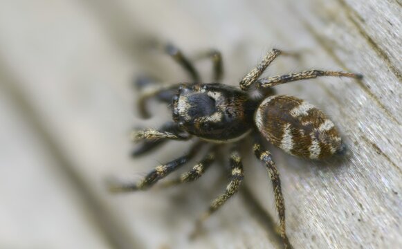 Arachnida, Harlequin Jumping Spider, Wall Zebra Jumping Spider, Salticus Scenicus, Arachnids, Zebra Jumper, Zebra Spider, Spider, Spiders