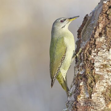 Grey-headed Woodpecker (Picus canus), a male perched on the trunk of a grey birch (Betula populifolia) whilst foraging, wildlife, woodpeckers, birds, nature photography, Wilnsdorf, North Rhine-Westphalia, Germany