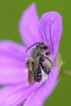 Apidae, floodtail bee, hymenoptera, macropis europaea, macropis labiata, femoral bee, marsh thigh bee, yellow loosestrife bee, high size, portrait format, insects, male, male