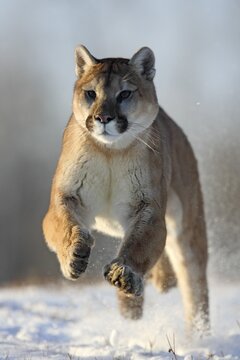 Cougar (Felis concolor), Minnesota, USA. A Cougar in full flight through the snow, the scene appears vivid and powerful