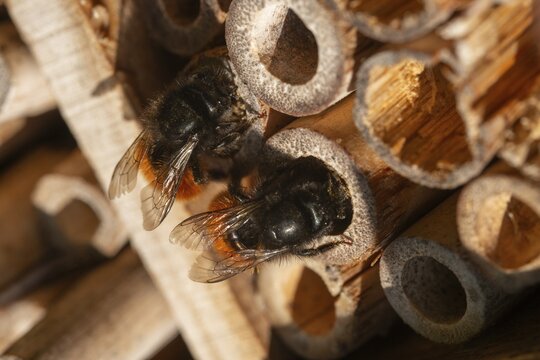 Apidae, bees, horned mason bee, hymenoptera, hornfaced bee, hymenoptera, insect house, insect nest aid, insect wall, mason bee, osmia cornuta, bug hotel, female, insect hotel, insect house, insects, insect wood, insect hotel, nesting aid, female, wild bees
