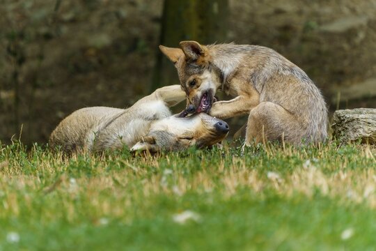 Timberwolf, wolf, American wolf (Canis lupus lycaon), Germany: one wolf is lying on its back whilst another is playfully on top of it