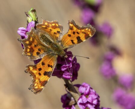 C-moth, comma butterfly, daphne mezereum, real daphne, February daphne, common daphne, common daphne, cellar neck, nymphalis c-album, polygonia c-album, daphne, sparrow tongue, thymelaeaceae, butterfly, flora, spring, insects, insects, mezereon, mezereum, plants, plants, butterflies, jump, spurge laurel, spurge olive, butterflies