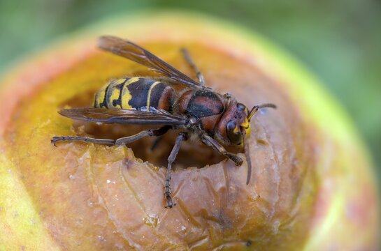 Real wasps, European hornet, hymenoptera, vespa crabro, wrinkle wasps, hornet, insects, insects, fruit