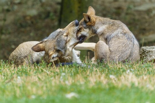 Timberwolf, wolf, American wolf (Canis lupus lycaon), Germany: Two wolves are playing together and displaying social closeness in a green meadow