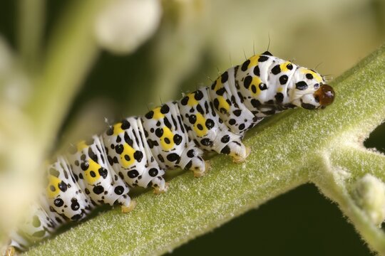 Cucullia lychnitis, grey-pollinated woolly monk, Shargacucullia lychnitis, later mullein monk, striped lychnis, defensive secretions, inchworm, insects, moths, moths, moths, caterpillar, butterflies, secretions