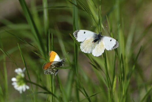Anthocharis cardamines, aurorae, orange tip, butterfly, insects, mating, mating prelude, butterflies, butterflies