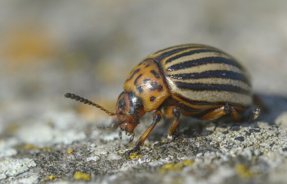 Leaf beetle, chrysomelidae, Colorado beetle, Colorado potato beetle, potato beetle, leptinotarsa decemlineata, beetle, coleoptera, insects, beetles, potato bug, ten-lined potato beetle, ten-striped spearman