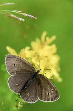 Aphantopus hyperantus, brown forest bird, ringlet, chimney sweep, forest bird, butterfly, high size, portrait format, insects, butterfly, butterflies