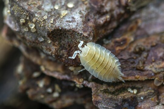 Ant woodlouse, woodlice, Platyarthrus Hoffmannseggi, white ant woodlice, crustaceans