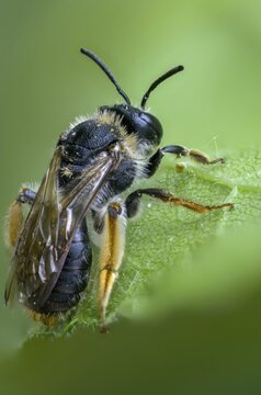 Andrena hemorrhoids, apidae, bees, early mining bee, hymenoptera, orange-tailed mining bee, redback sand bee, redheaded sand bee, sand bee, high size, portrait format, insects, insects