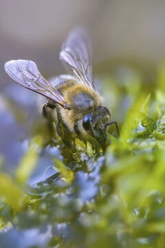Apidae, apis mellifera, bees, European honey bee, European honeybee, hymenoptera, western honey bee, western honey bee, high size, portrait format, honey bee, honey bee, insects, drinking, drinking, water