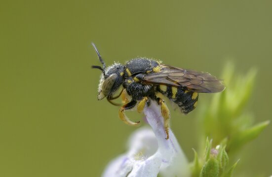 Anthidiellum strigatum, anthidium strigatum, resin bee, small resin bee, dwarf resin bee, insects