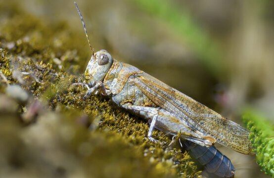 Blue-winged sandscare, caelifera, short-feeler, oedipodinae, slender blue-winged grasshopper, sphingonotus caerulans, flew off, old, grasshoppers, grasshoppers, insects, insects, without antennae, wasteland scare
