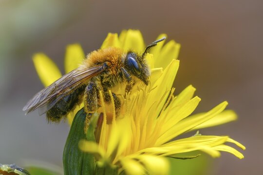 Andrena bicolor, Andrena Gwynan, Gwynne's mining bee, hymenoptera, sand bee, bicolor sand bee, female, insects, female