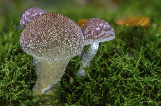 Cluster crumblecap, bottle dusting, lycoperdone perlatum, psathyrella hydrophila, psathyrella piluliformis, dust, white-stemmed stick sponge, watery fiberling, watery grumbling, watery mumbling, common puffball, devil's snuff box, fungi, fungus, gem-stun Dded puffball, mushrooms, warted puffball, wolf farts
