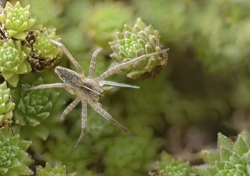 Araneomorphae, bridal gift spider, real web spiders, list spider, nursery web spider, pisaura mirabilis, hunting spiders, spiders