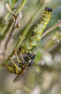 Box tree moth, boxwood moth, boxwood moth, cydalima perspectalis, real wasps, common wasp, hymenoptera, short-headed wasps, vespula vulgaris, yellowjacket, moth, prey, capture, common wasp, wrinkle wasps, high size, portrait format, hunting, inchworm, insects, hunting, moth, caterpillar, butterflies, pest control, wasp, wasp